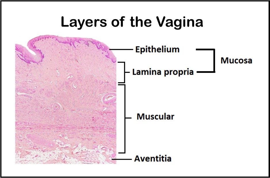 Layers Of The Vaginam SexiezPix Web Porn